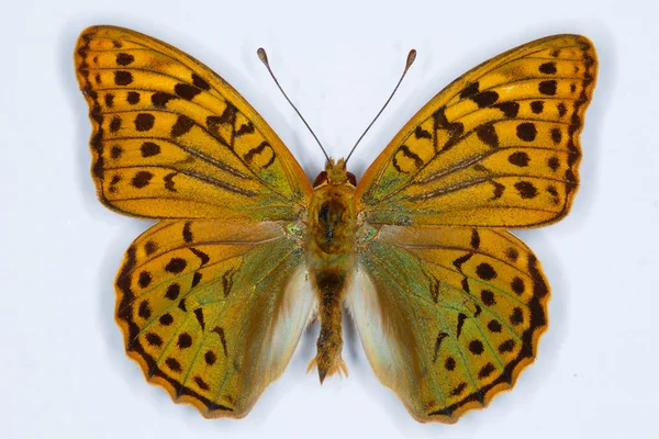 Καρδινάλιος, Argynnis pandora πεταλούδα — Φωτογραφία Αρχείου