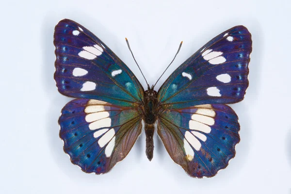 Almirante Blanco del Sur, Limenitis reducta mariposa —  Fotos de Stock