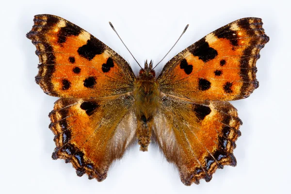 大規模なべっ甲 Nymphalis polychloros 蝶します。 — ストック写真