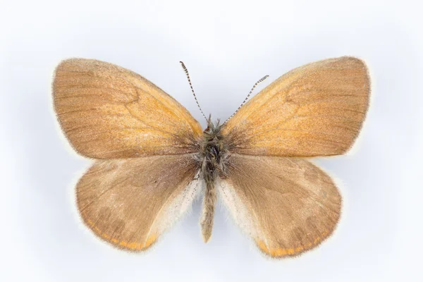 アルパインのヒース Coenonympha gardetta バタフライ — ストック写真