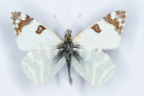 Зеленополосатая белая, Эухло белемия, бабочка — стоковое фото