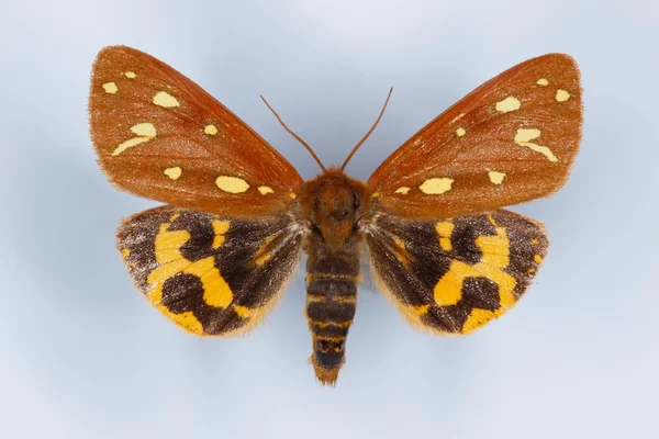 Hnědá tiger moth, Hyphoraia aulica — Stock fotografie