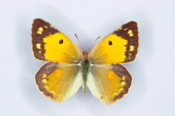 Female of Clouded yellow, Colias croceus  butterfly — Stock Photo, Image