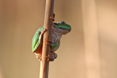 Green treefrog Hyla arborea clipart