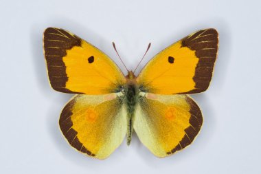 Male of Clouded yellow, Colias croceus  butterfly  clipart
