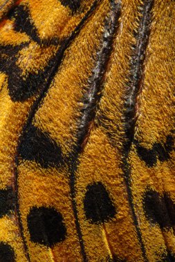 Kardinal, Argynnis pandora kelebek kanat deseni