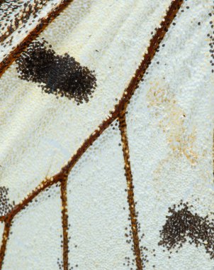 Apolo kelebek kanat deseni geri