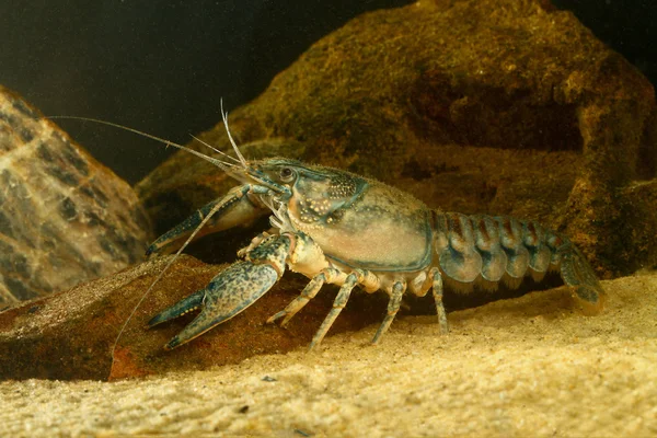 Doğu kerevit, orconectes limosus