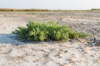 Annual Sea blite on dried marsh clipart