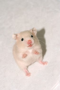 Bebek beyaz hamster 
