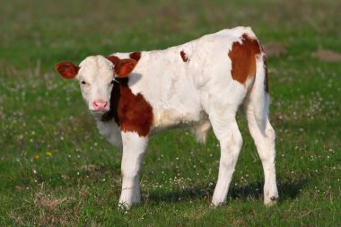 Yeşil alan üzerinde otlatma buzağı