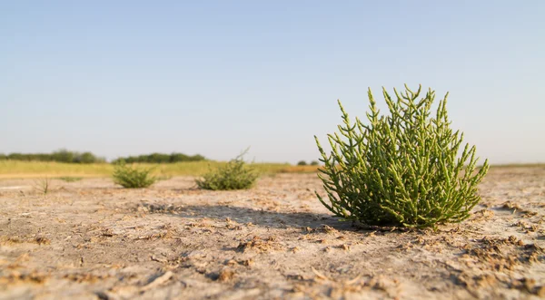 Glasswort kurutulmuş bataklık üzerinde