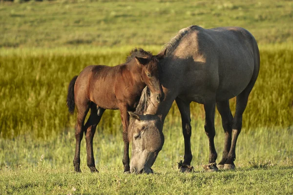 Dwa konie, brązowy źrebię i matka — Zdjęcie stockowe