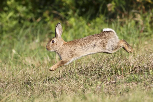Dziki królik skoki — Zdjęcie stockowe