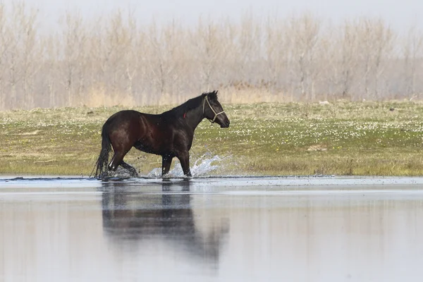 Caballo salvaje negro es trote a través del agua — Foto de Stock