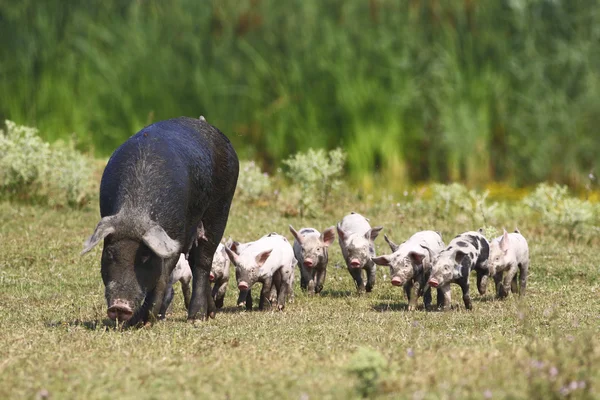 Свиньи и поросята — стоковое фото