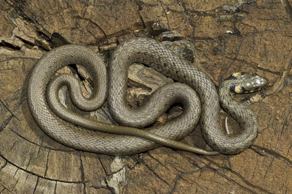 Serpente d'erba non velenoso — Foto Stock