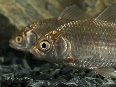 İki Prusya sazan, Carassius gibelio