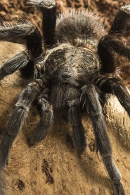  Meksikalı kırmızı kıç tarantula, Brachypelma vagans