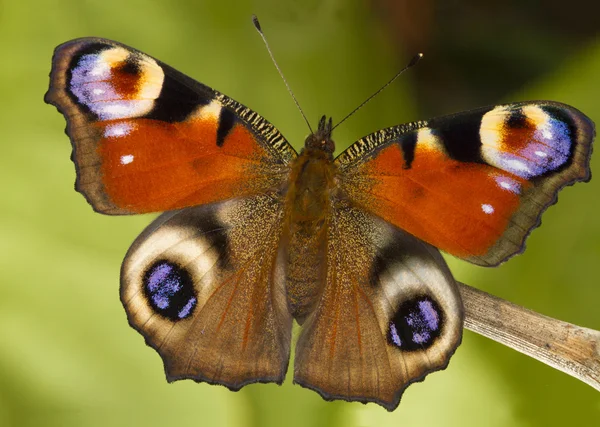 Весенняя павлинья бабочка на зеленом фоне — стоковое фото