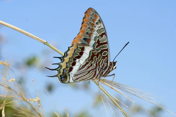 Two tailed pasha butterfly — Stock Photo, Image