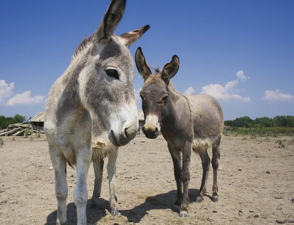 Dos burros en la vieja granja — Foto de Stock