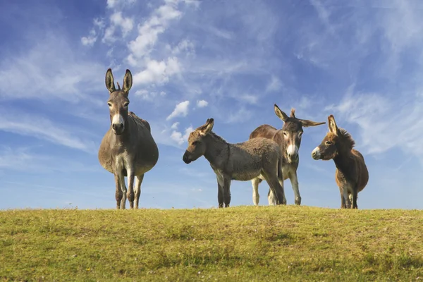 Manada de burros salvajes en el prado — Foto de Stock