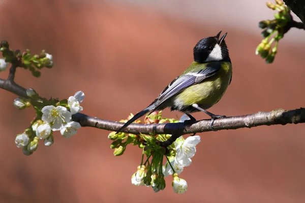 Tit in love is  singing blossom branch