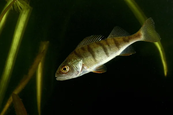 European perch, Perca fluviatilis — Stock Photo, Image