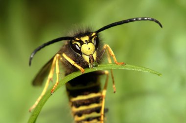 Kağıt wasp içme suyu