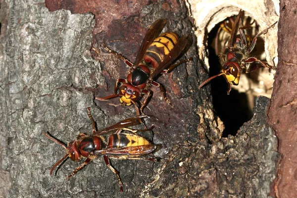 Hornet crabro boet — Stockfoto