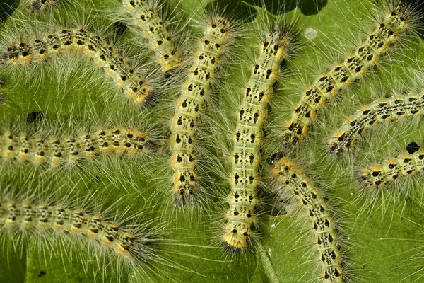 Pest moth hösten webworm — Stockfoto