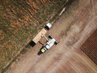 Soya fasulyesini kamyona yüklerken en üst görüntü