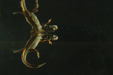 Tuna ibikli semender, Triturus dobrogicus siyah suda yansımalı.