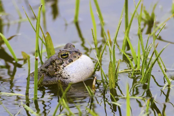 池の中にヨーロッパの緑のトドBuftesビリディスクローク — ストック写真