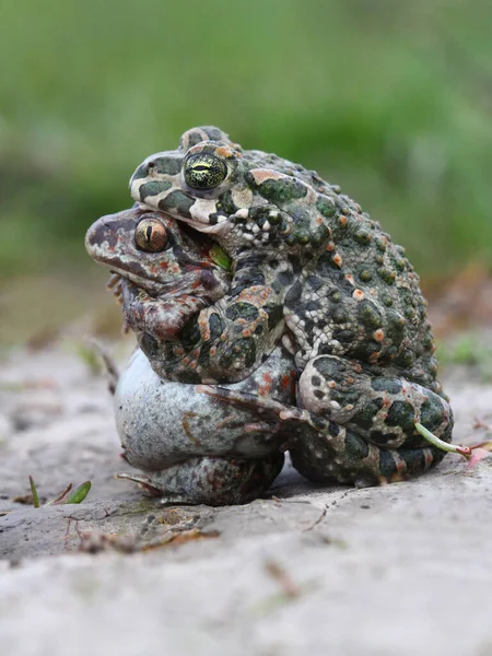 Śmieszne Nienaturalne Krycie Ropuchy Pospolitej Pelobates Fuscus Zieloną Ropuchą Bufo — Zdjęcie stockowe