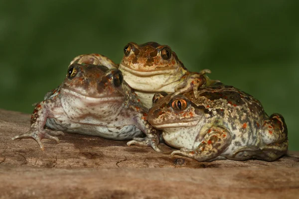 3面白い一般的なSpadefoot Toad Pelobates Fuscus — ストック写真