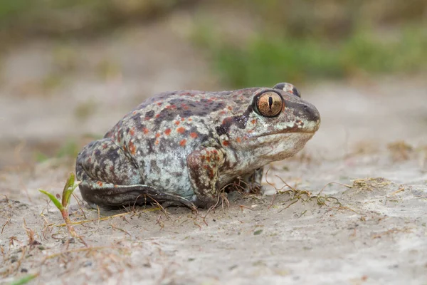 フィールド上の一般的なSpadefoot Toad Pelobates Fuscus — ストック写真