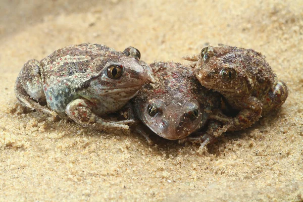 Tres Toada Común Spadefoot Pelobates Fuscus Arena — Foto de Stock