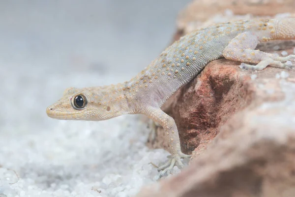 Kotschys Gecko Mediodactylus Kotschyi Porträt Terrarium — Stockfoto