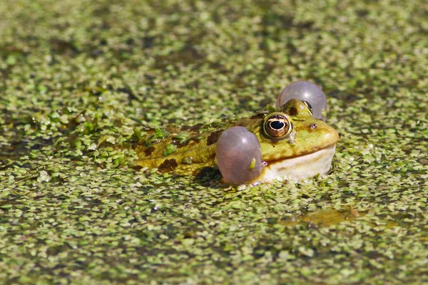 一般的なヨーロッパの緑のカエル ラナEsculentaはパチパチしています — ストック写真