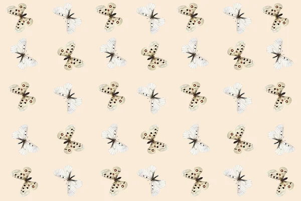 Apolo Schmetterling Parnassius Apollo Und Getrübtes Apollo Muster Auf Segel — Stockfoto