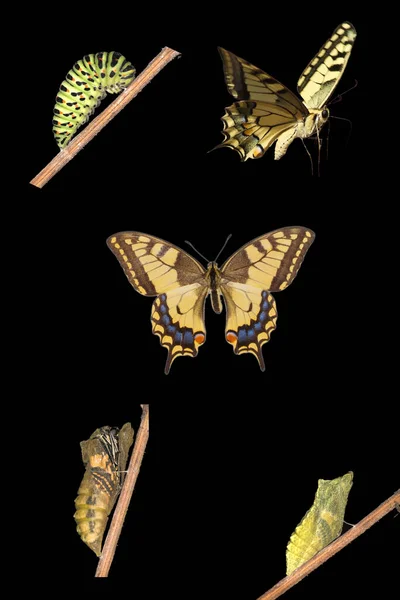 Lebenszyklus Des Schwalbenschwanzes Der Alten Welt Papilio Machaon Auf Schwarzem — Stockfoto