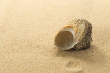 Tropik sarı kumlu sahilde Yuvarlak Deniz salyangozu kabuğu