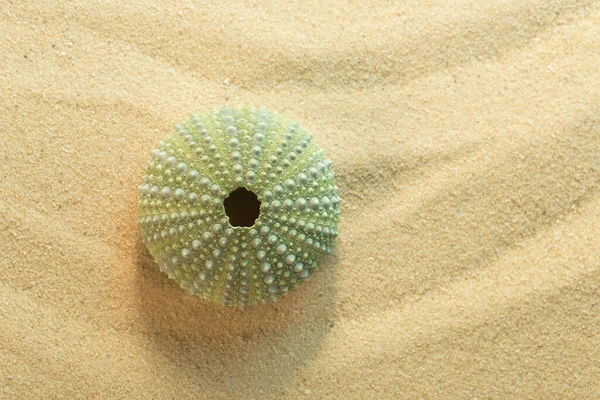 Top View Shell Black Sea Urchin Arbacia Lixula Sand — Stock Photo, Image