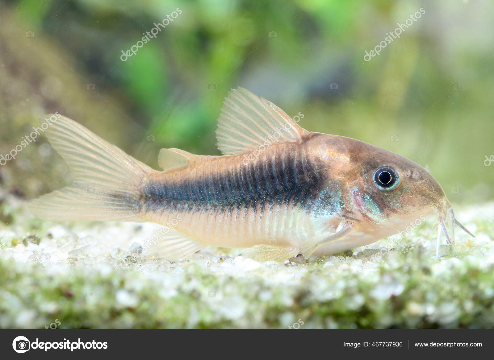 Armored Catfish Corydoras Aeneus Tropical Freshwater Fish Aquarium
