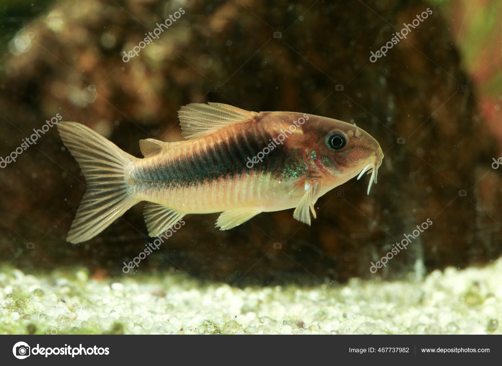 Bronze Corydoras Corydoras Aeneus Peces Tropicales Agua Dulce Acuario