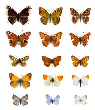 Set of twenty  colourful european butterflies species in white background clipart