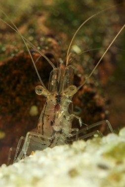 Şeffaf Japon karidesi, tatlı su göletinde Caridina japonica