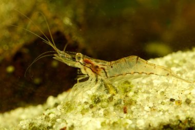 Şeffaf Japon karidesi, tatlı su havuzunda çoklu dentata.